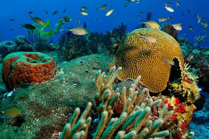Catalina Island Tour With Snorkelling and Lunch - Cancellation and Pricing