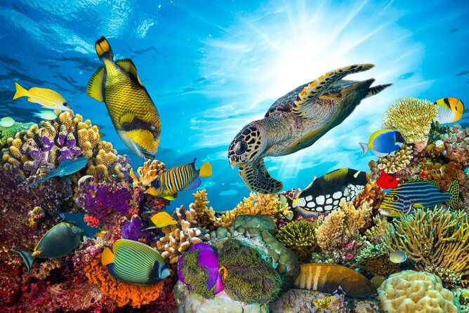 Catalina Island Tour With Snorkelling and Lunch - Snorkeling and Diving Activities