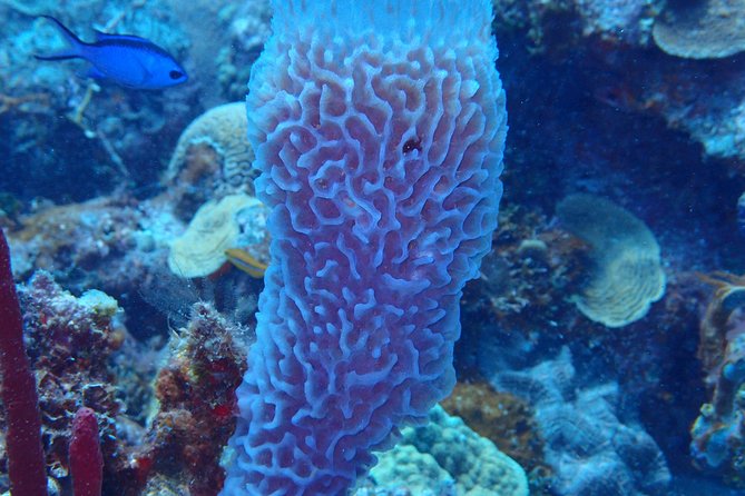 Catalina Island With Scuba Diving - Full Day Tour - Customer Reviews