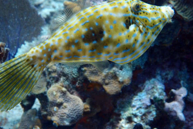 Catalina Island With Scuba Diving - Full Day Tour - Cancellation Policy