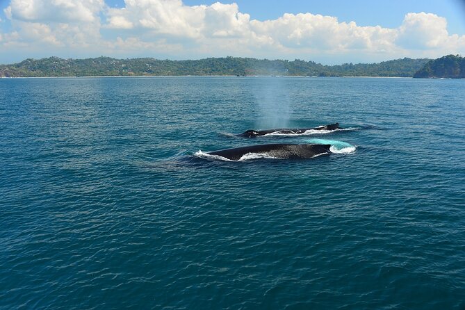 Catamaran Adventure From Manuel Antonio - Itinerary and Activities