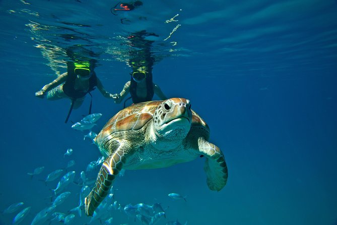 Catamaran and Snorkeling Cruise At Carlisle Bay - Health and Safety Considerations