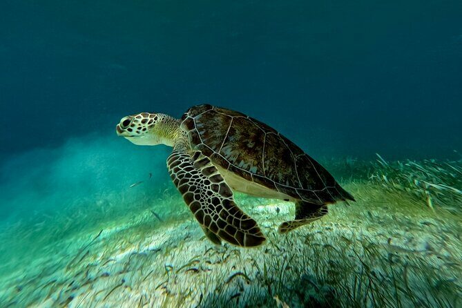 Catamaran Cruise in Riviera Maya With Snorkeling & Beach Club - Frequently Asked Questions (FAQ)