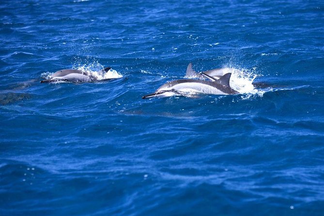 Catamaran Cruise to Ile Aux Bénitiers: Dolphin Watch, Crystal Rock & Transfer - Meeting and Pickup Details
