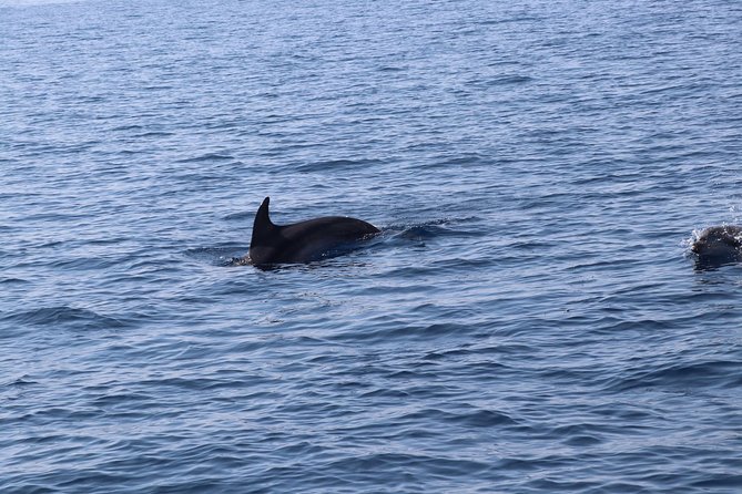 Catamaran Excursions in the Asinara Island National Park - Inclusions