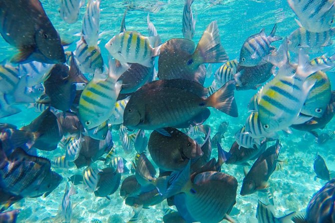 Catamaran Group Sightseeing, Snorkeling Tour Isla Mujeres - Customer Service and Complaints