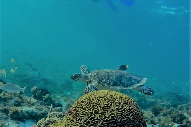 Catamaran Group Sightseeing, Snorkeling Tour Isla Mujeres - Frequently Asked Questions