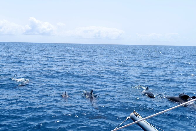 Catamaran Half Day - Beautiful Day on the Atlantic Ocean - Aquatic Activities Offered