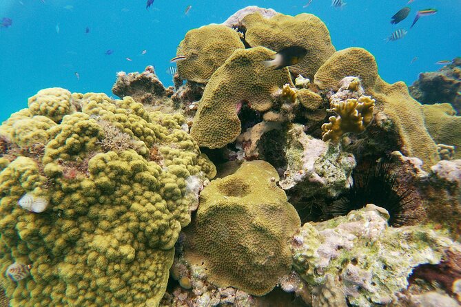 Catamaran Party Cruise With Snorkeling & BBQ - Booking and Reservation Details