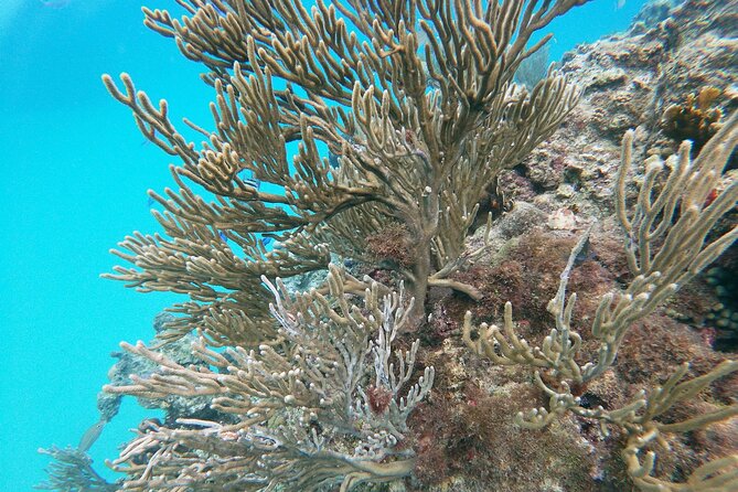 Catamaran Party Cruise With Snorkeling & BBQ - Group Tour and Social Interaction