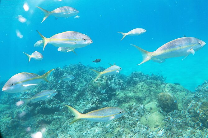 Catamaran Party Cruise With Snorkeling & BBQ - Recommended Fitness Level