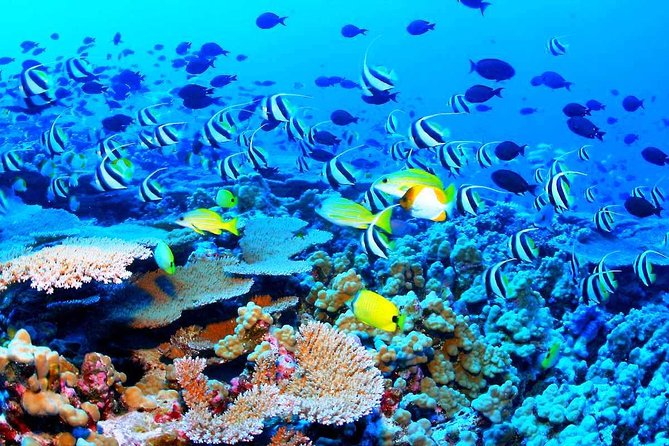 Catamaran Sail and Snorkeling Tour With Open Bar in Puerto Morelos - Transportation and Pickup Details