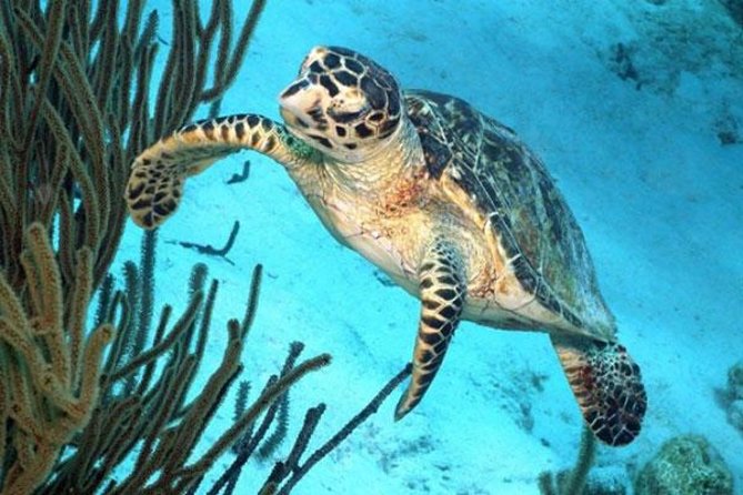 Catamaran Snorkel & BBQ Sail (Cruise Friendly) - Meeting and Departure Details