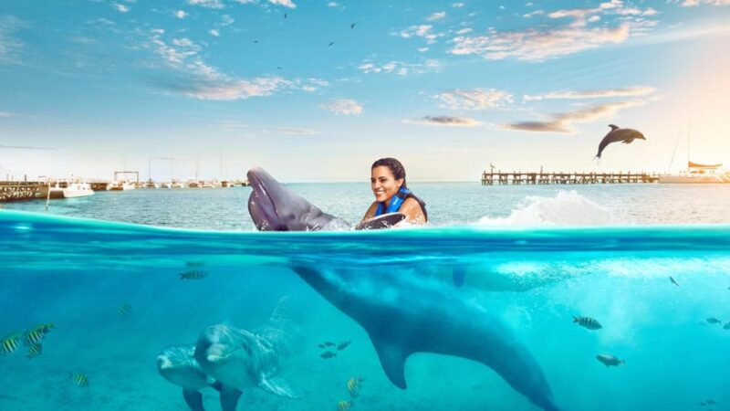 Catamaran to Isla Mujeres and Swim With Dolphins Adventure - Dolphin Encounter Details