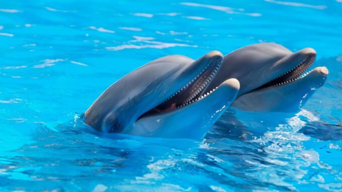 Catamaran to Isla Mujeres and Swim With Dolphins Adventure - Cancellation and Refund Policy