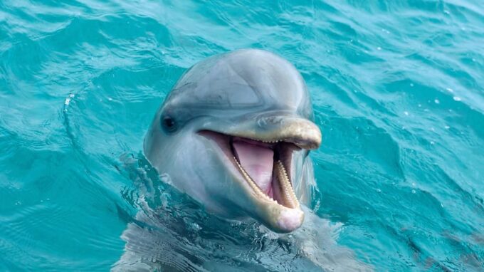 Catamaran to Isla Mujeres and Swim With Dolphins Adventure - Customer Support and Feedback