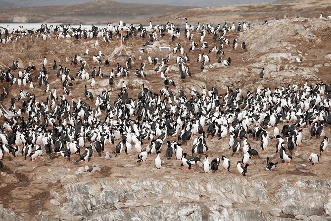 Catamaran Tour Through the Beagle Channel and Penguins in Isla Martillo - Cancellation and Accessibility