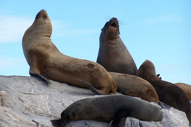 Catamaran Tour Through the Beagle Channel in Ushuaia - Tour Overview and Highlights