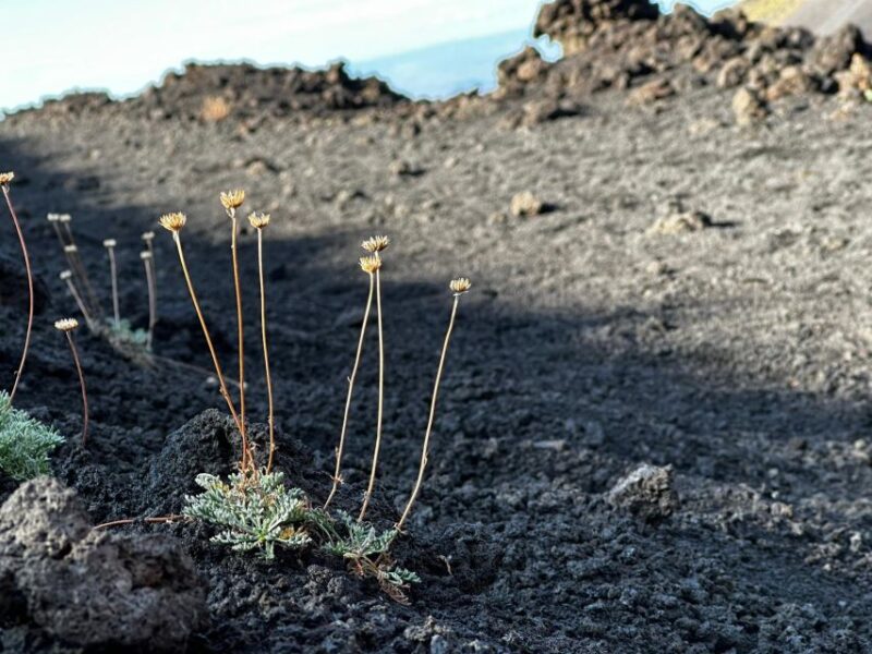 Catania: Etna Morning or Sunset Trek With Lava Tunnel & Gear - Experience and Itinerary