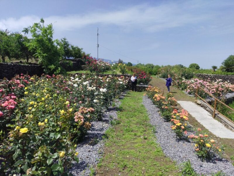 Catania: Guided Winery Tour & Cooking Class - Accessibility and Group