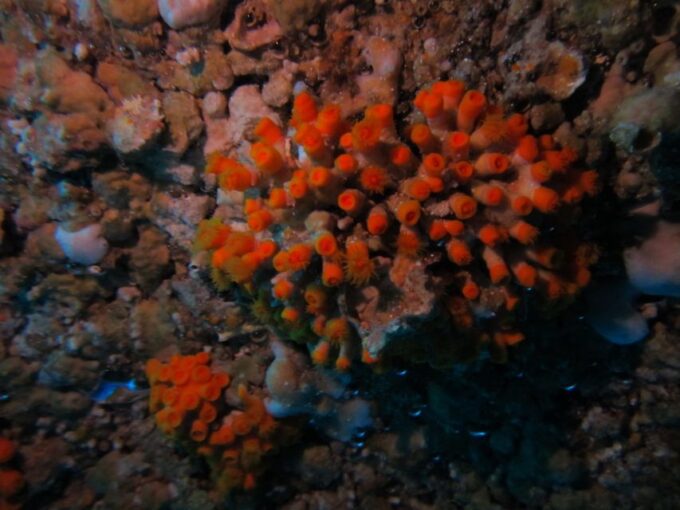 Catania: Gulf Scuba Diving Tour With Marine Biologist - Cancellation Policy