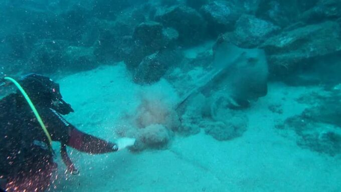 Catania: Gulf Scuba Diving Tour With Marine Biologist - Frequently Asked Questions