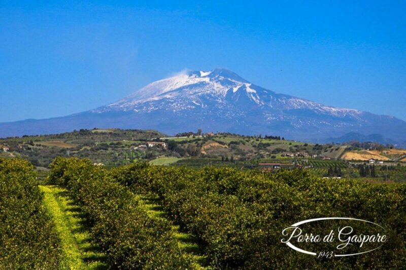 Catania: Pozzo Di Gaspare Farm Guided Tour With Tastings - Exploring the Orchards