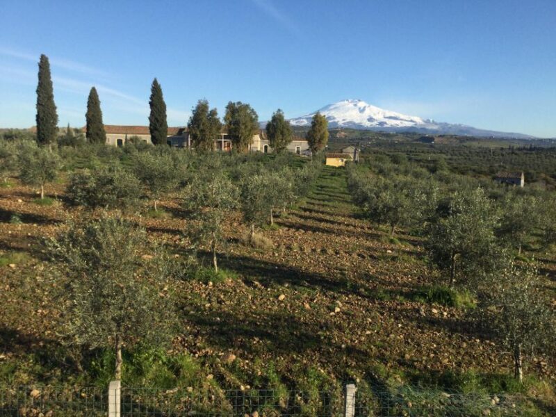 Catania: Pozzo Di Gaspare Farm Guided Tour With Tastings - Since Your Asked