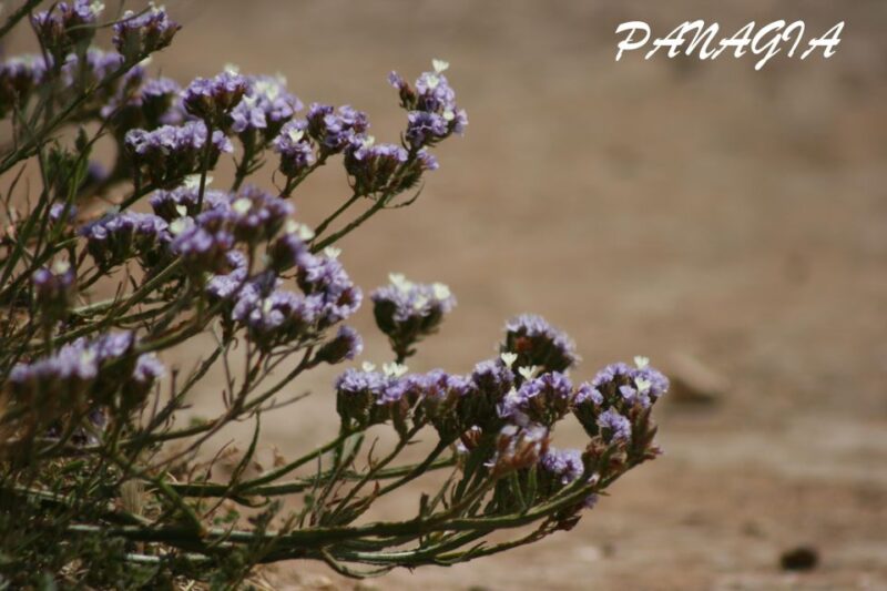 Catania: Vendicari, Marzamemi and Noto Day Trip - Vendicari Natural Reserve