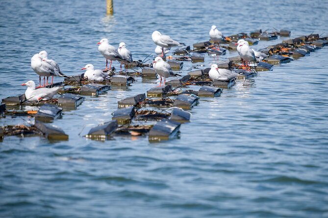 Catch a Crab Tour With Optional Seafood Lunch - Exploring the Tweed River Ecosystem