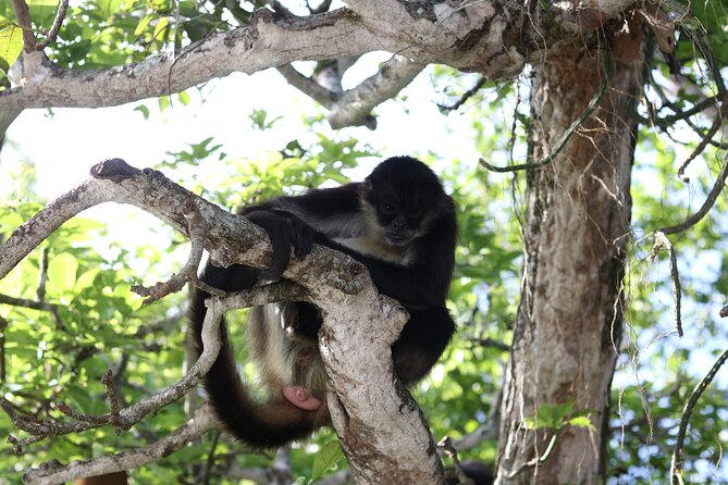 Catemaco And Los Tuxtlas Tour From Veracruz Or Boca Del Rio - Highlights of the Itinerary