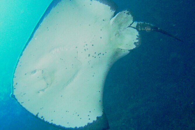 Cathedral Cove Dive & Snorkel- Marine Reserve specialised trips - An In-Depth Look at the Snorkel Trip Experience