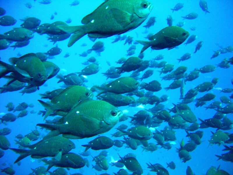 Cathedral Cove Marine Reserve- Specialised Snorkel Boat Trip - Booking Information