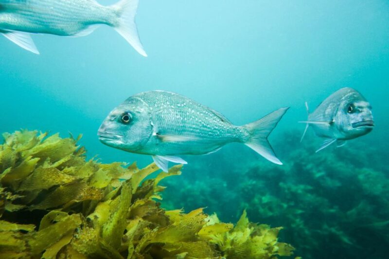 Cathedral Cove Marine Reserve- Specialised Snorkel Boat Trip - Equipment and Inclusions