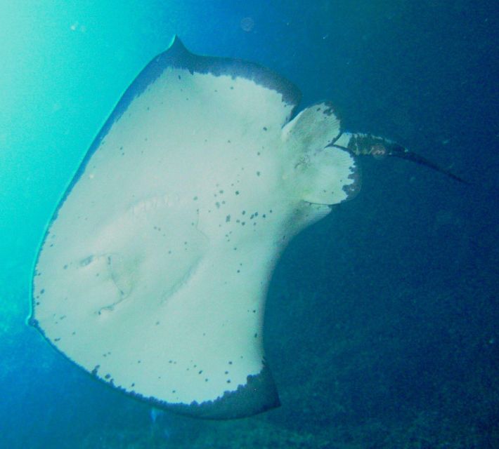 Cathedral Cove Marine Reserve- Specialised Snorkel Boat Trip - Age Restrictions