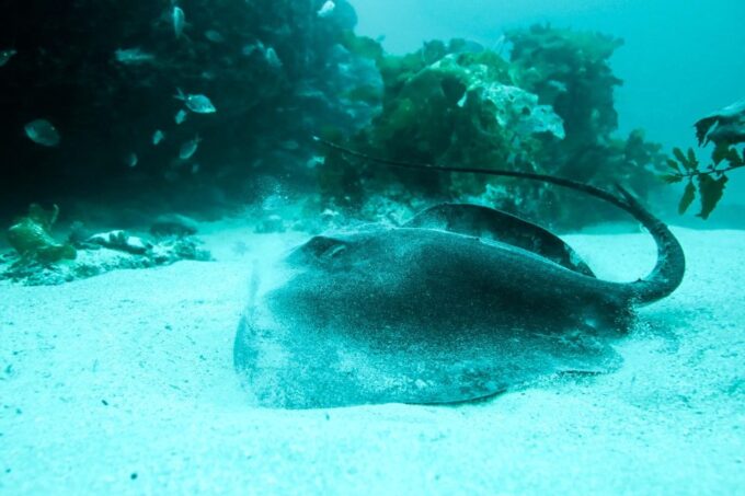 Cathedral Cove Marine Reserve- Specialised Snorkel Boat Trip - Weather Considerations