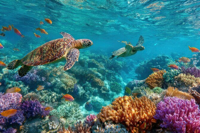 Catlina Island | Free Diving and Transportation - The Experience: What Travelers Are Saying