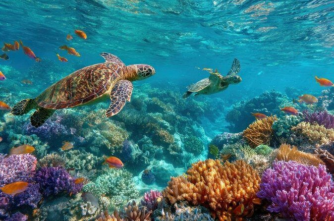 Catlina Island | Free Diving and Transportation - Transportation, Timing, and Group Size: Why They Matter