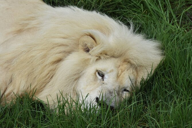 Cats in Conservation - Personalized Experiences