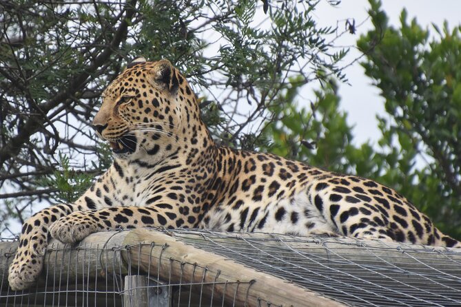 Cats in Conservation - Educational Guided Commentary