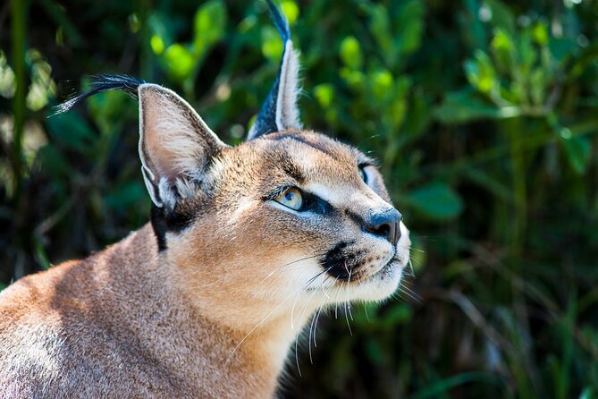 Cats in Conservation - Inclusive Dining and Transportation