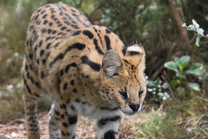 Cats in Conservation - Meeting and Pickup Details