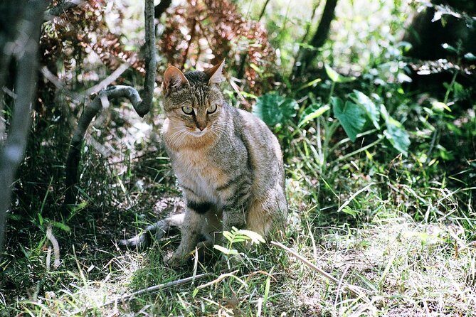 Cats in Conservation - Participation Guidelines