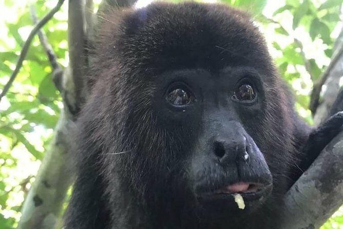 Cave Tubing Paradise and The Howler Monkey Sanctuary - Key Points