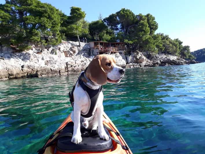 Cavtat: Guided Sea Kayaking Tour - Good To Know
