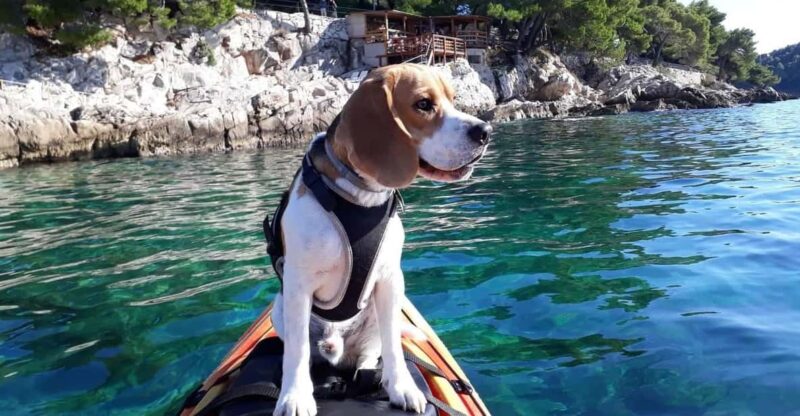 Cavtat: Guided Sea Kayaking Tour - What to Bring