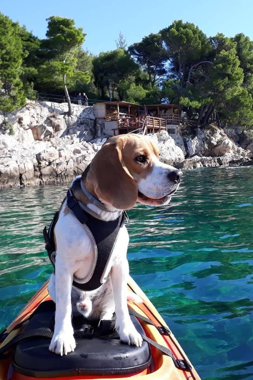 Cavtat: Sunset Guided Sea Kayaking Tour - Group Size and Language