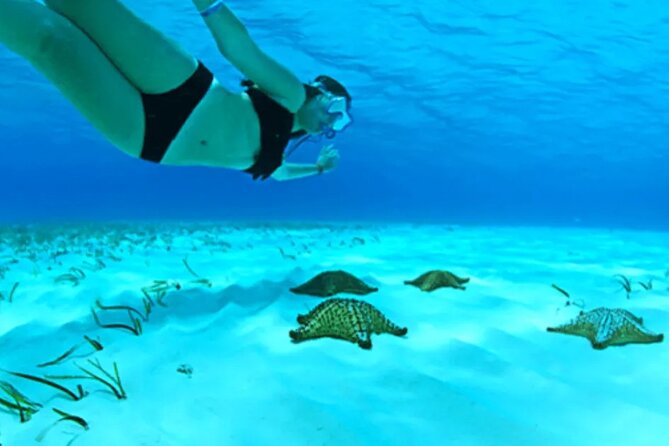 Cayman Adventure: Starfish Point, Stingray City and Coral Gardens - About Your Stay