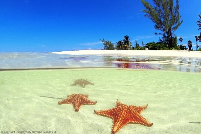 Cayman Adventure: Starfish Point, Stingray City and Coral Gardens - Discovering Coral Gardens