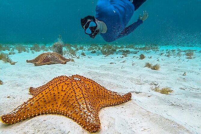 Cayman Combo Tour: Stingrays, Starfish Point and Crystal Caves - Frequently Asked Questions
